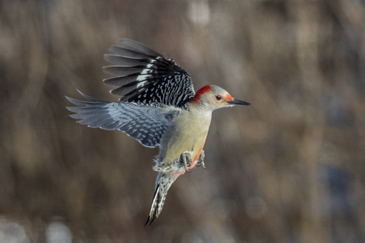 Red-bellied Woodpecker - ML80240481