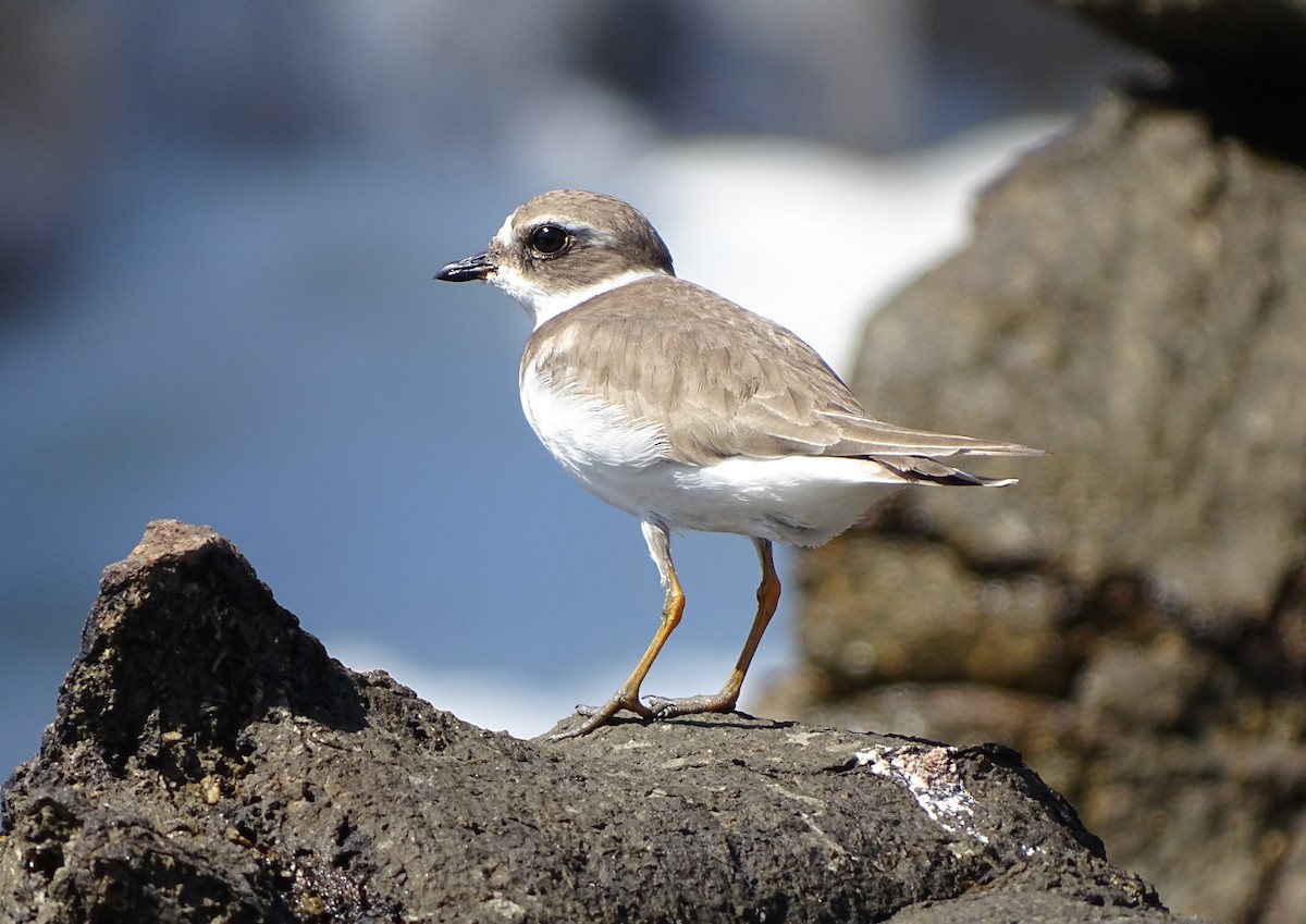 Semipalmated Plover - ML80241231