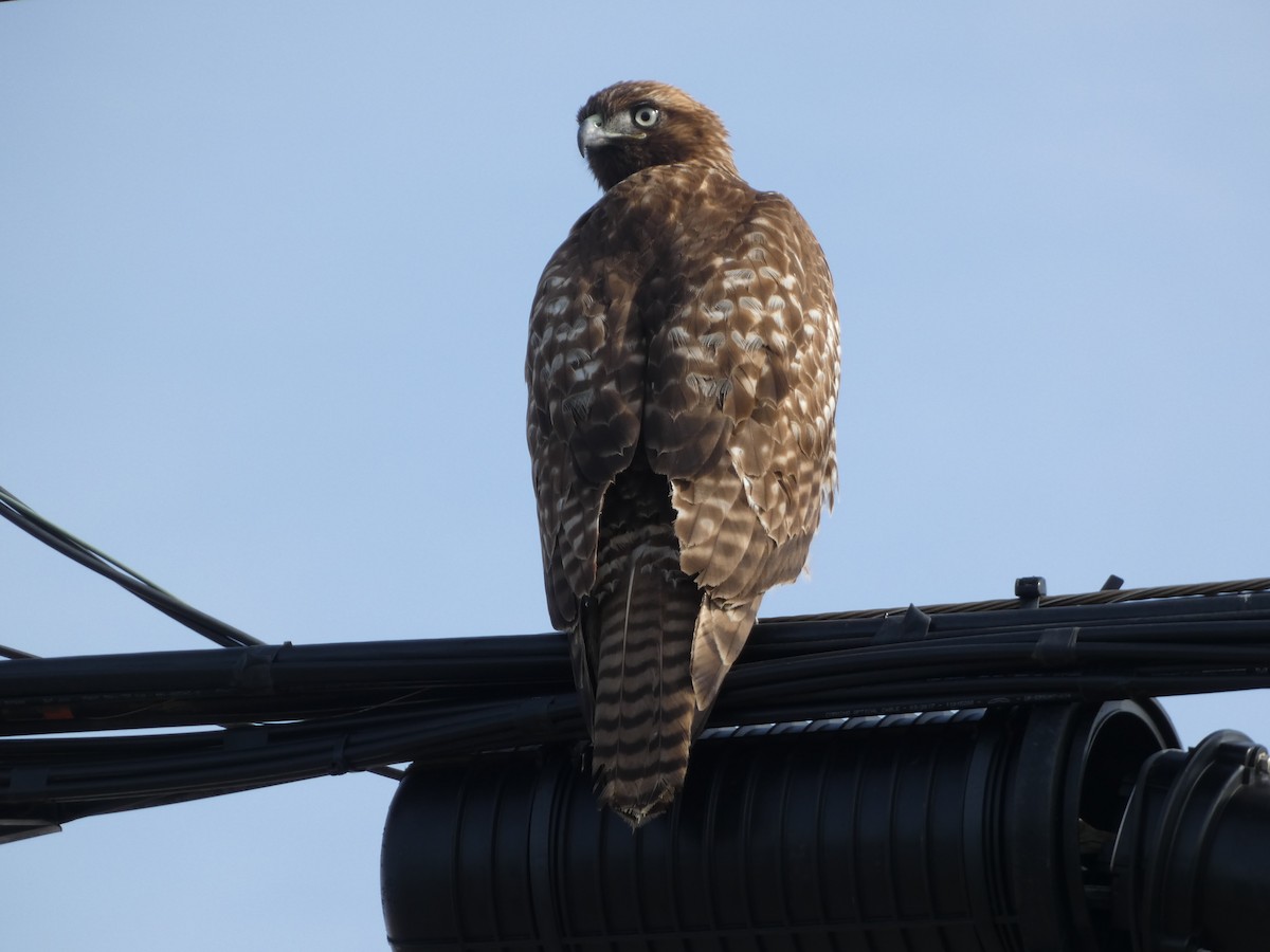 Red-tailed Hawk - ML80242441