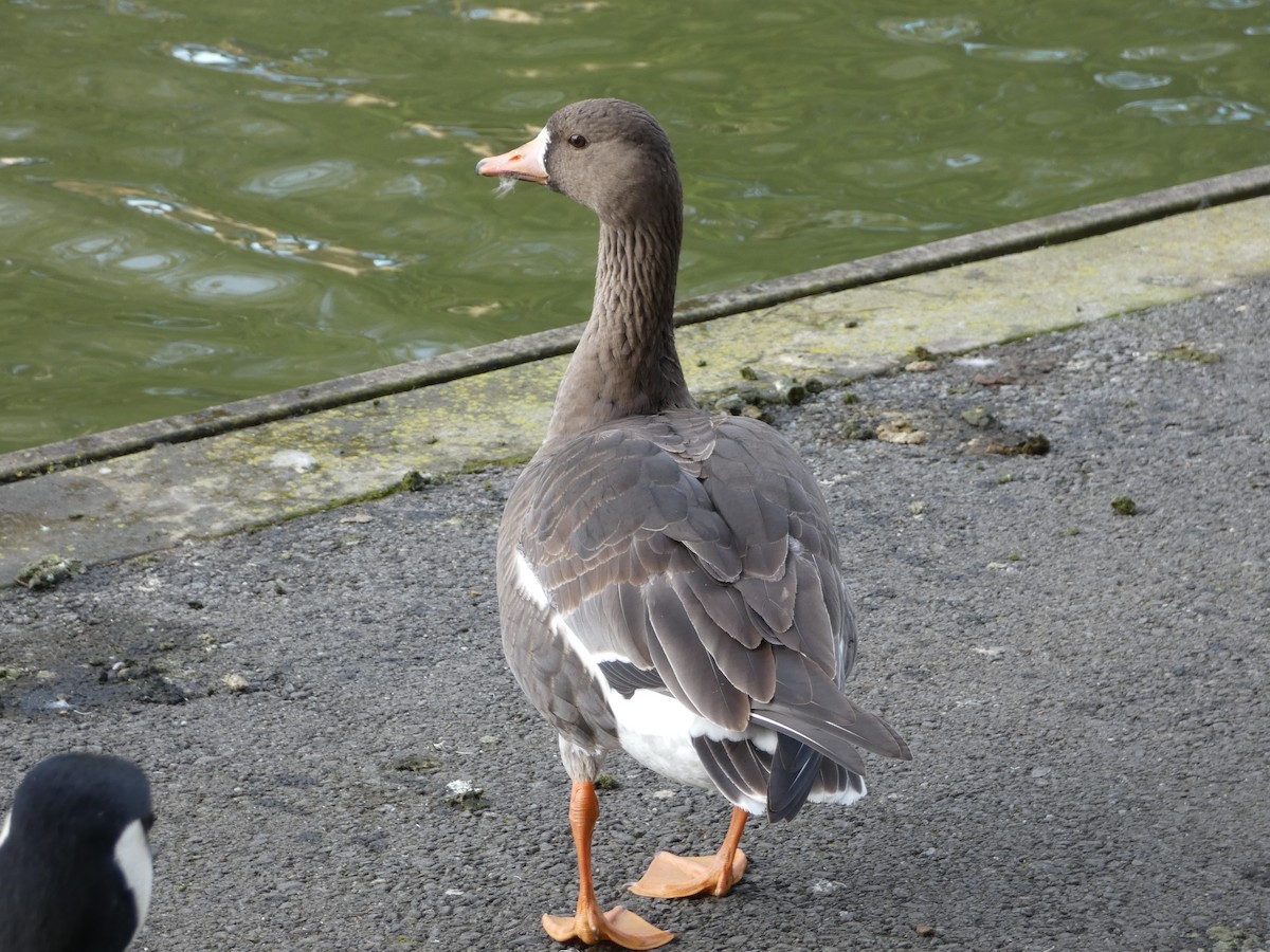 Greater White-fronted Goose - ML80243541