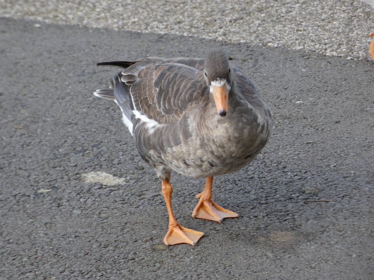 Greater White-fronted Goose - ML80243561