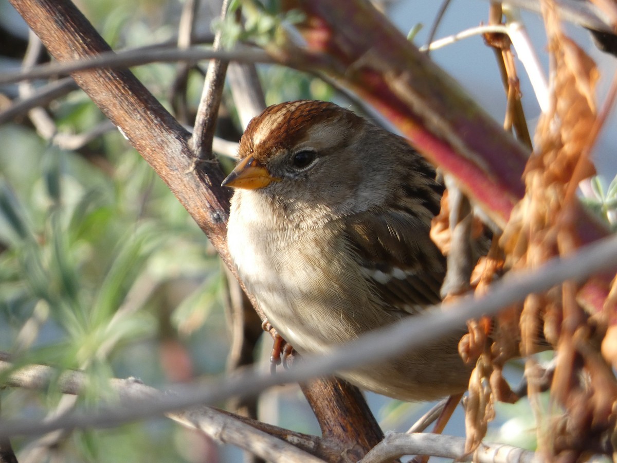 White-crowned Sparrow - ML80244601