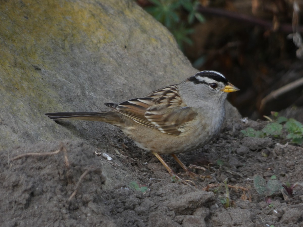 White-crowned Sparrow - ML80244641