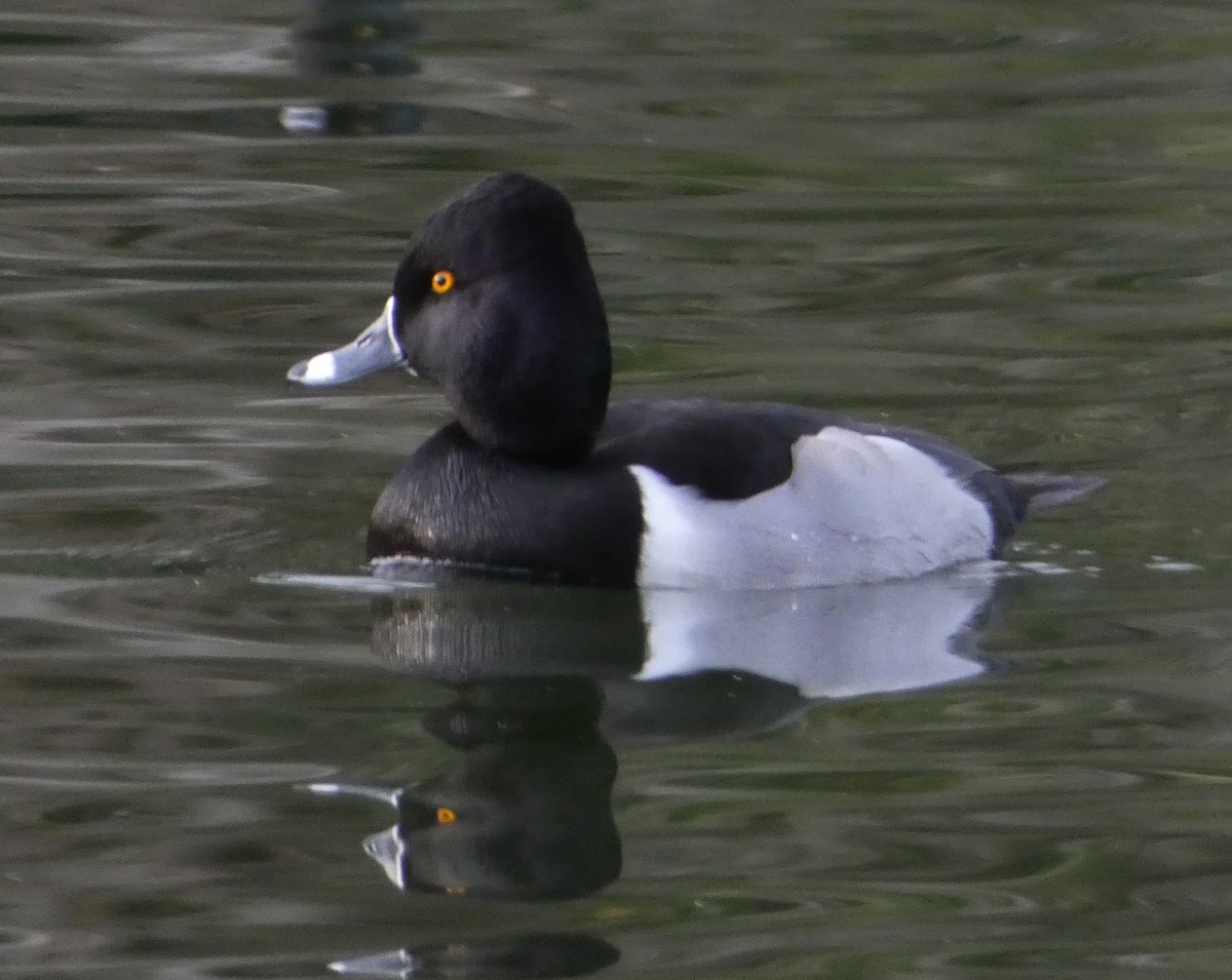Ring-necked Duck - ML80244801