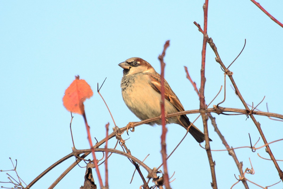 House Sparrow - Salih MALAKCIOGLU