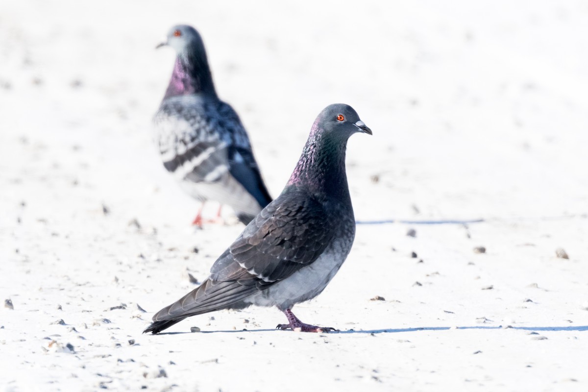 Rock Pigeon (Feral Pigeon) - Brad Imhoff