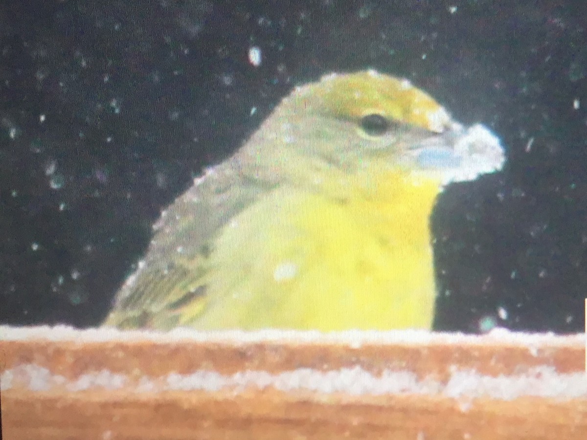 Hepatic Tanager - ML80250081