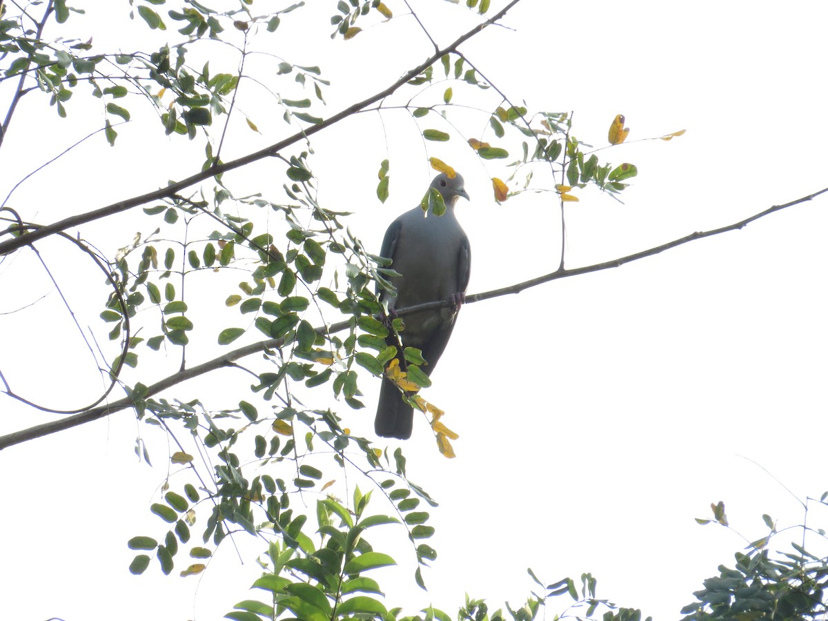 Green Imperial-Pigeon - Dilip Polpakkara