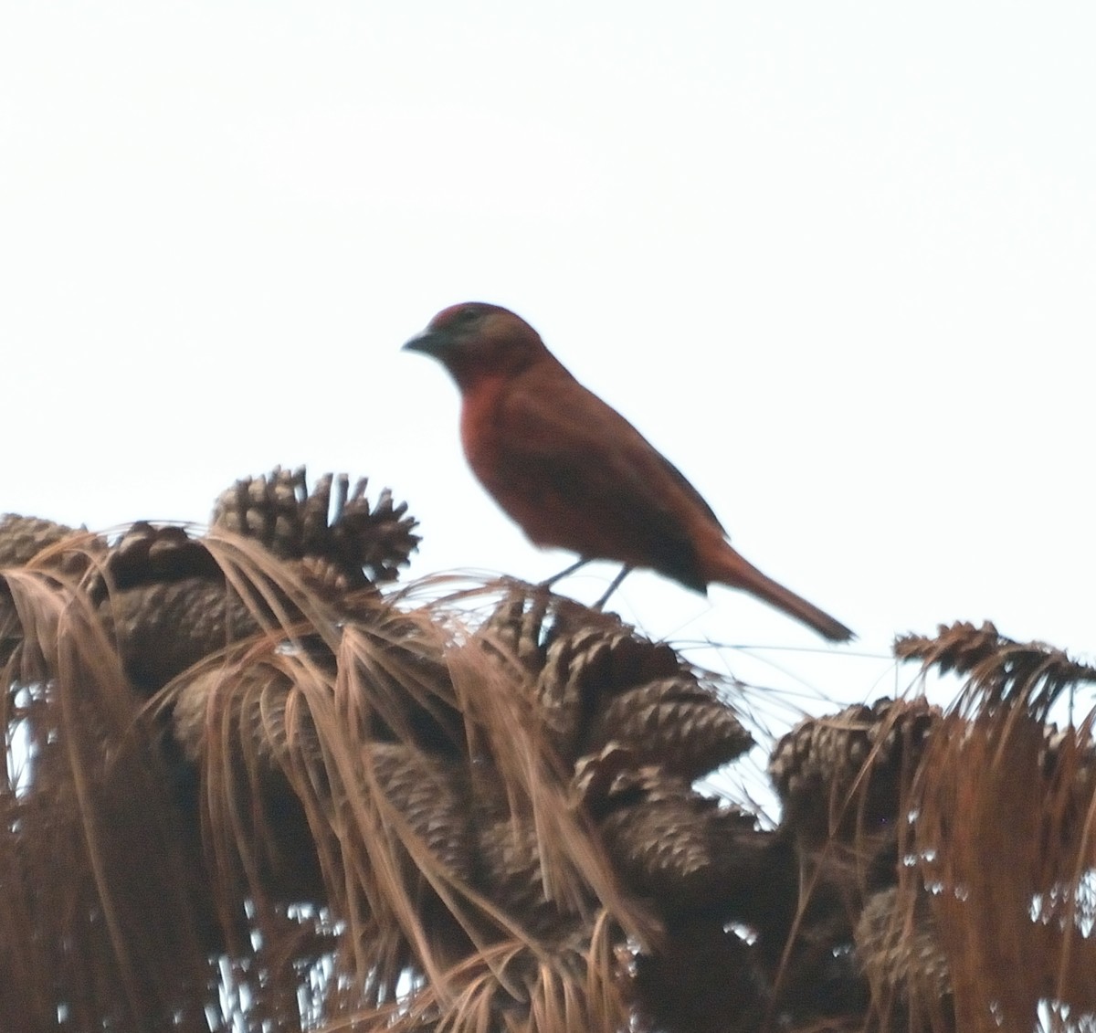 Hepatic Tanager - ML80256301