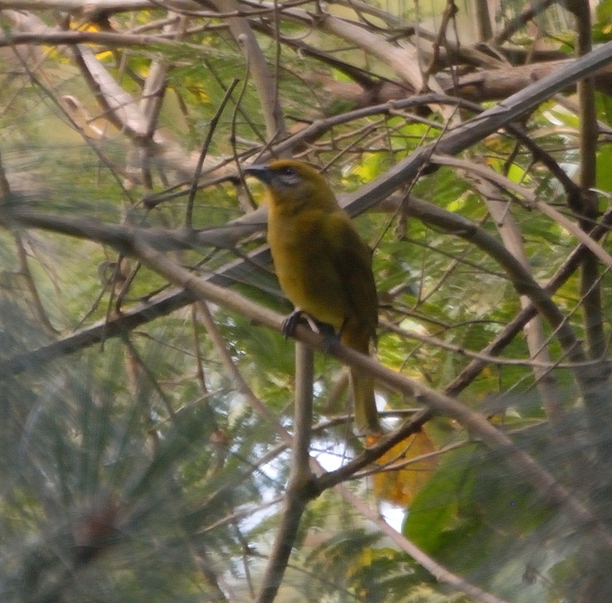 Hepatic Tanager - ML80256341