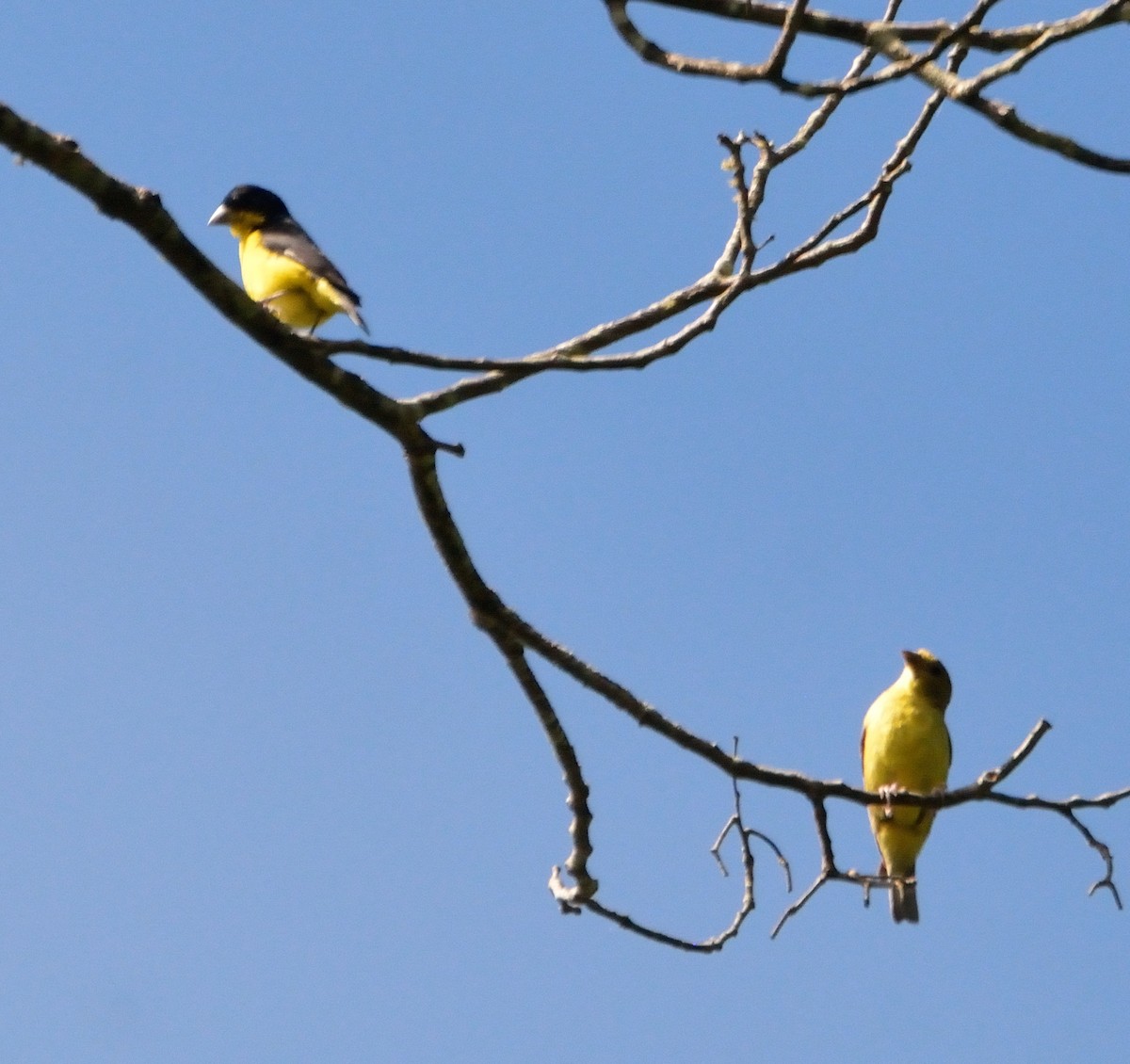 Lesser Goldfinch - Orlando Jarquín