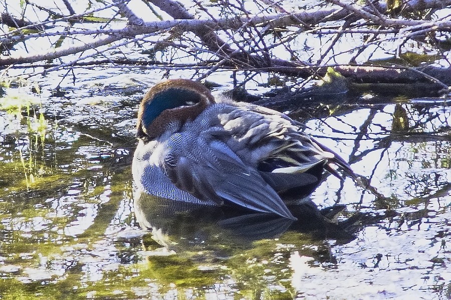 Green-winged Teal - ML80258141