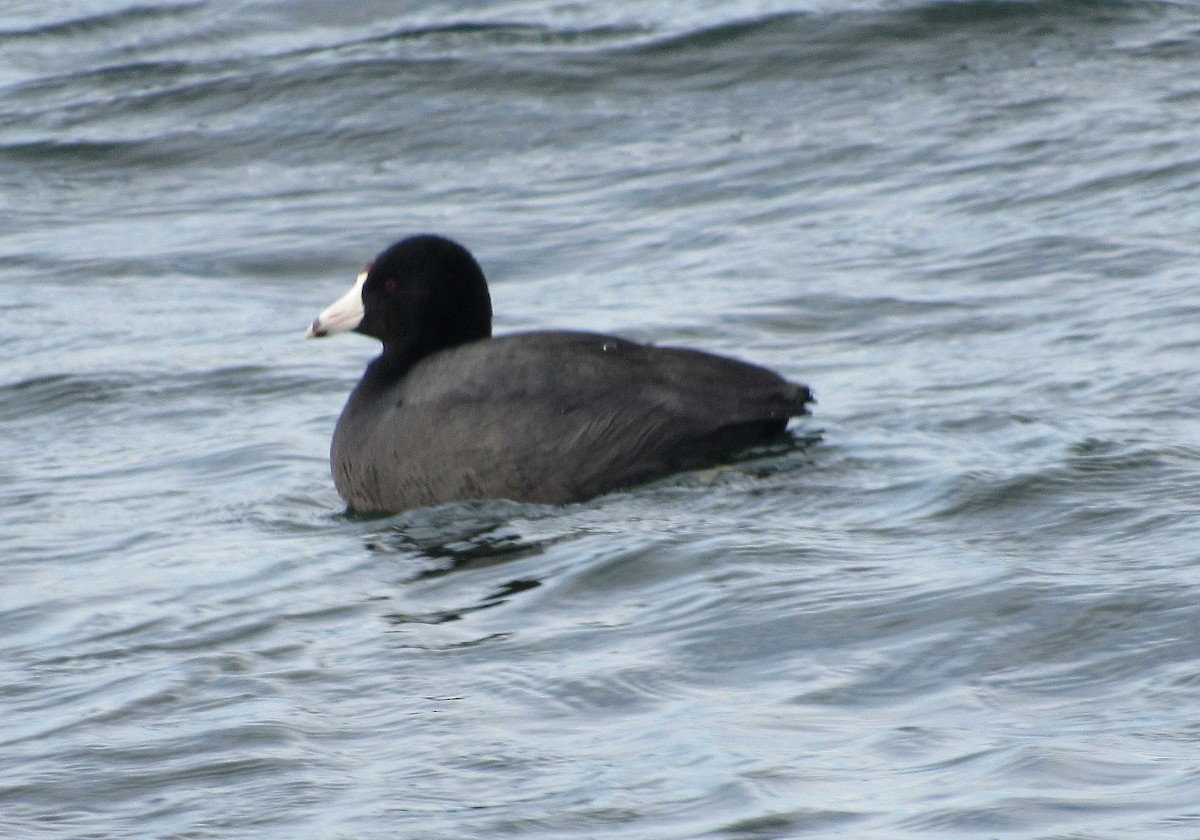 American Coot - Andrew Don