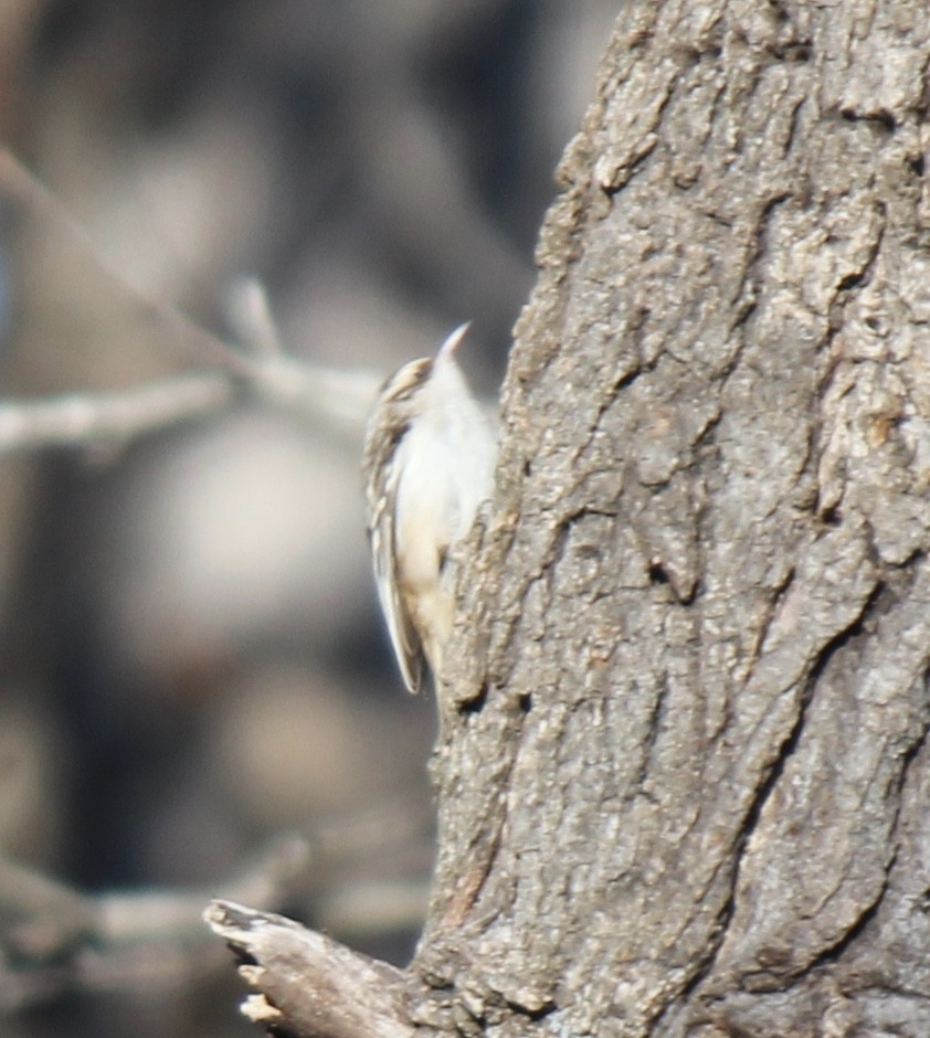 Brown Creeper - Courtney Check