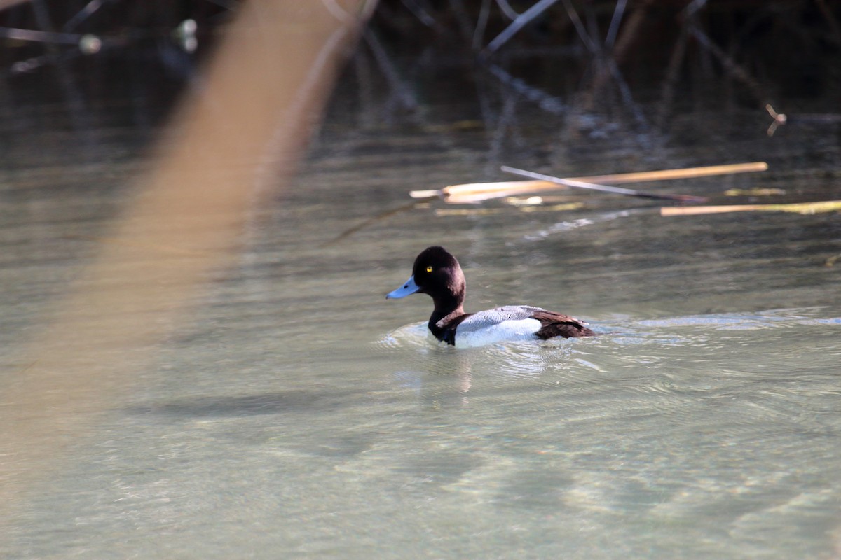 Lesser Scaup - Ross Rogers