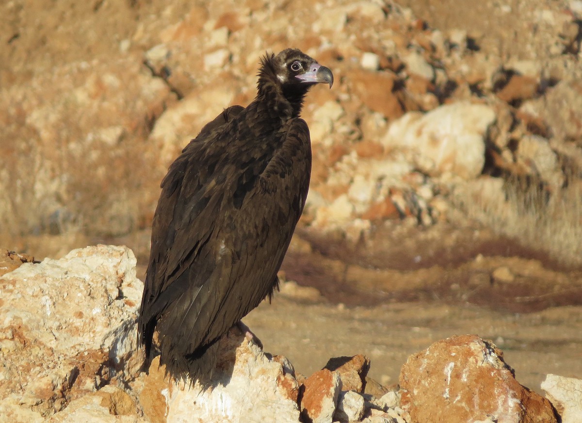 Cinereous Vulture - ML80268711