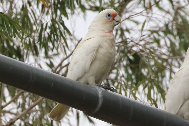 雑種 テンジクバタン ｘ アカビタイムジオウム Ebird