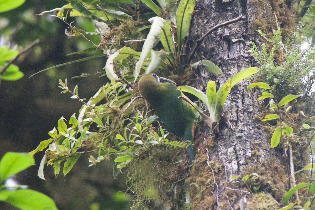 Northern Emerald-Toucanet (Blue-throated) - Cory Gregory