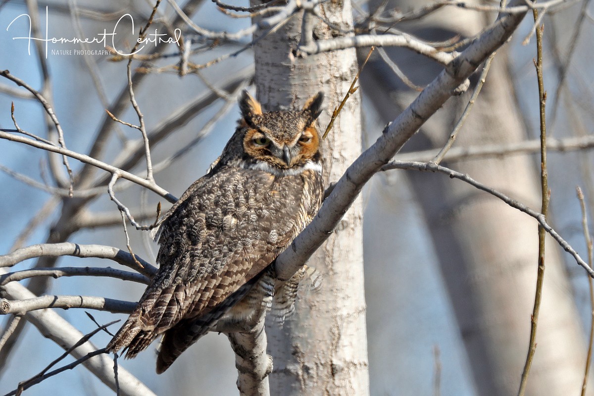 Great Horned Owl - ML80271631