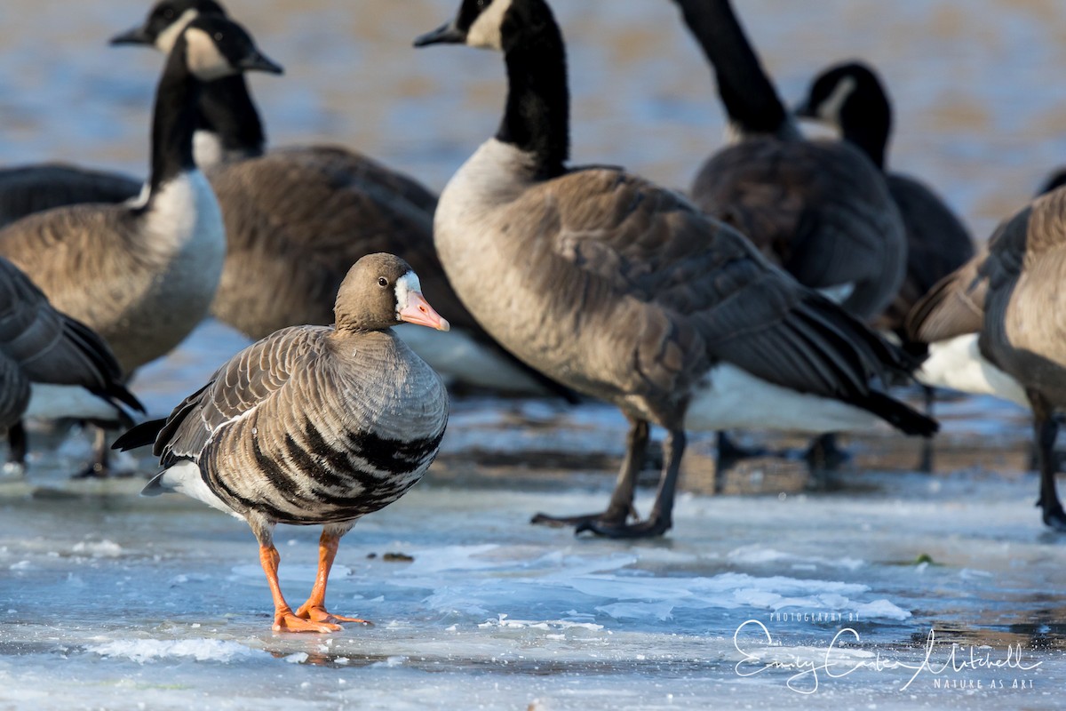 Greater White-fronted Goose - Emily Carter