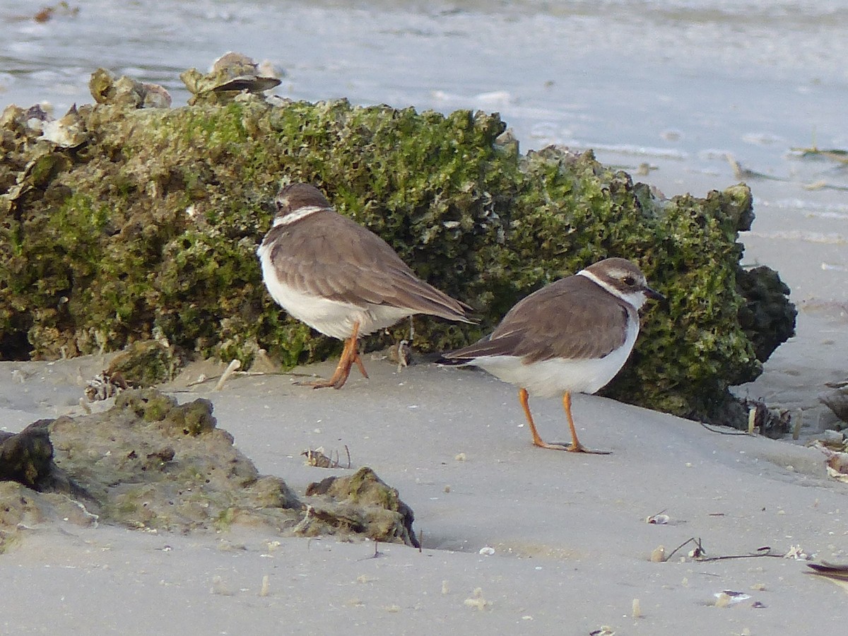 Semipalmated Plover - Ron Smith