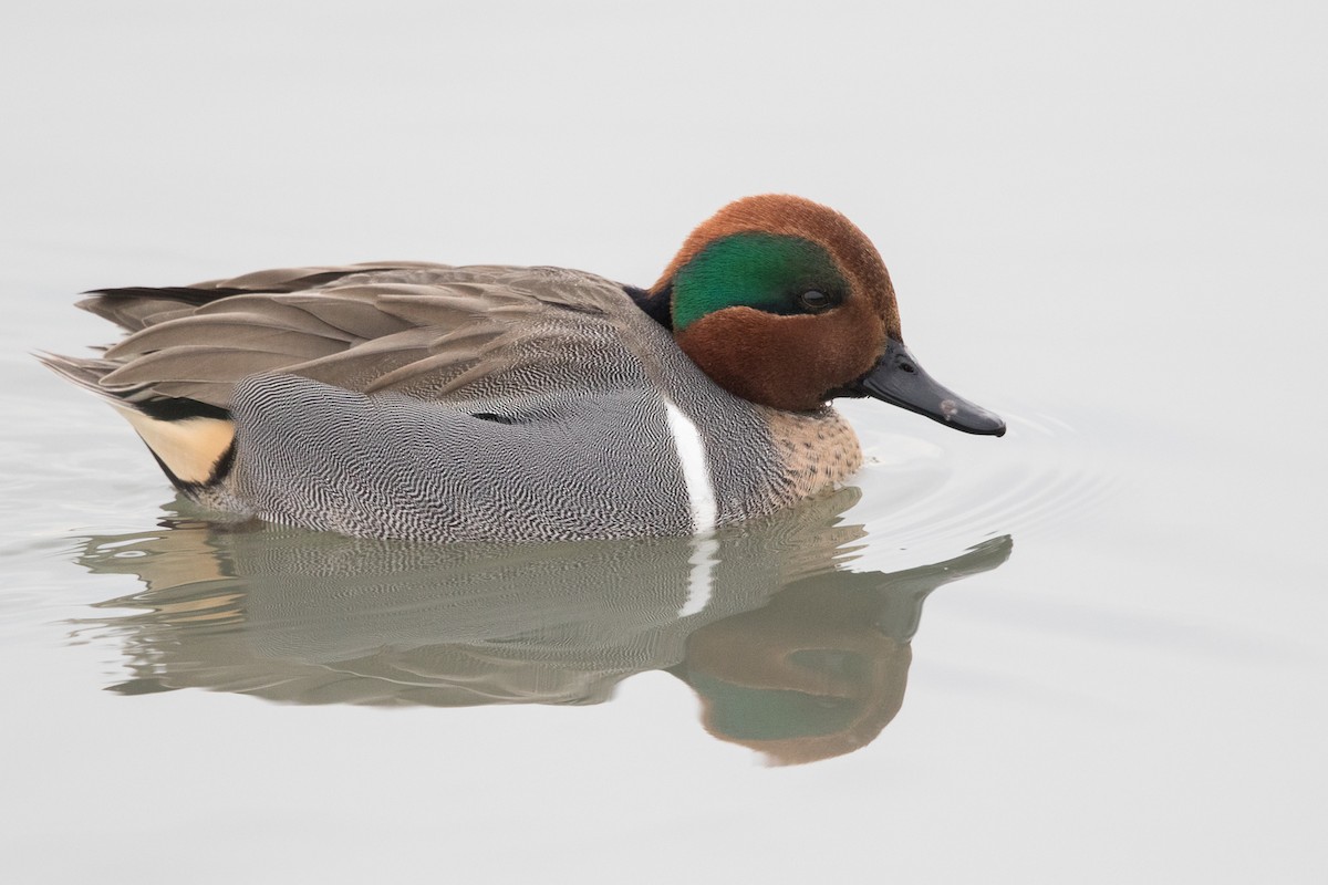 Green-winged Teal - ML80276391
