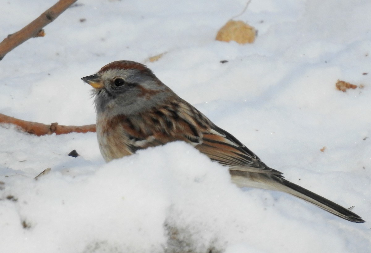 American Tree Sparrow - Joanne Muis Redwood