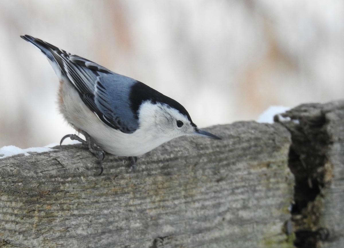 White-breasted Nuthatch - ML80283971