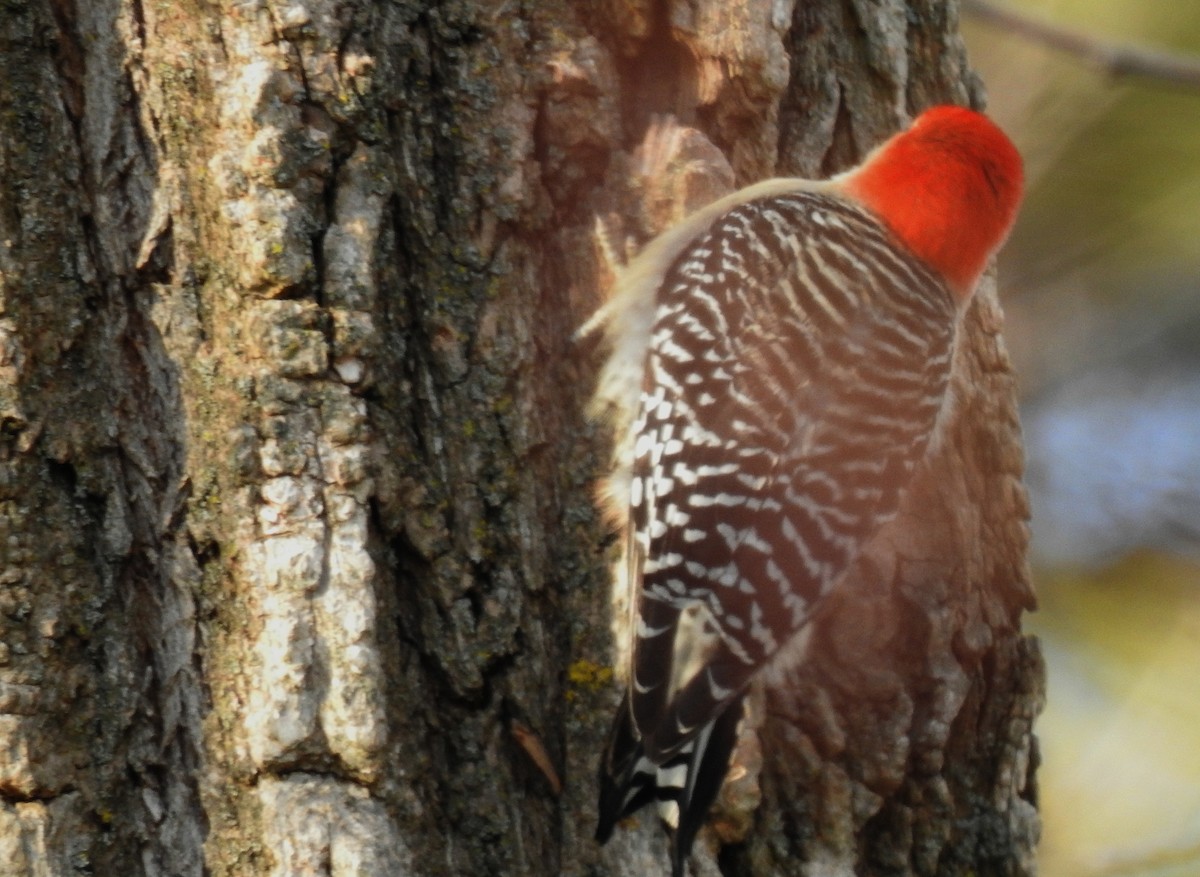 Red-bellied Woodpecker - ML80284131