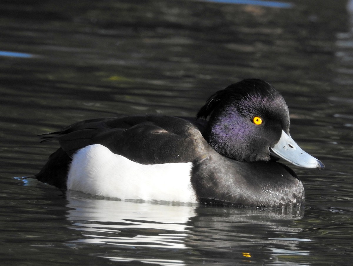 Tufted Duck - ML80284541