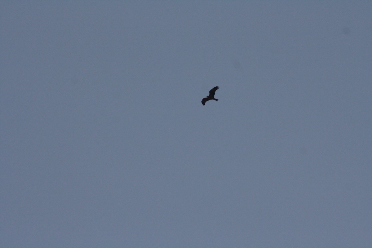 Black Kite - Halil Mavruk