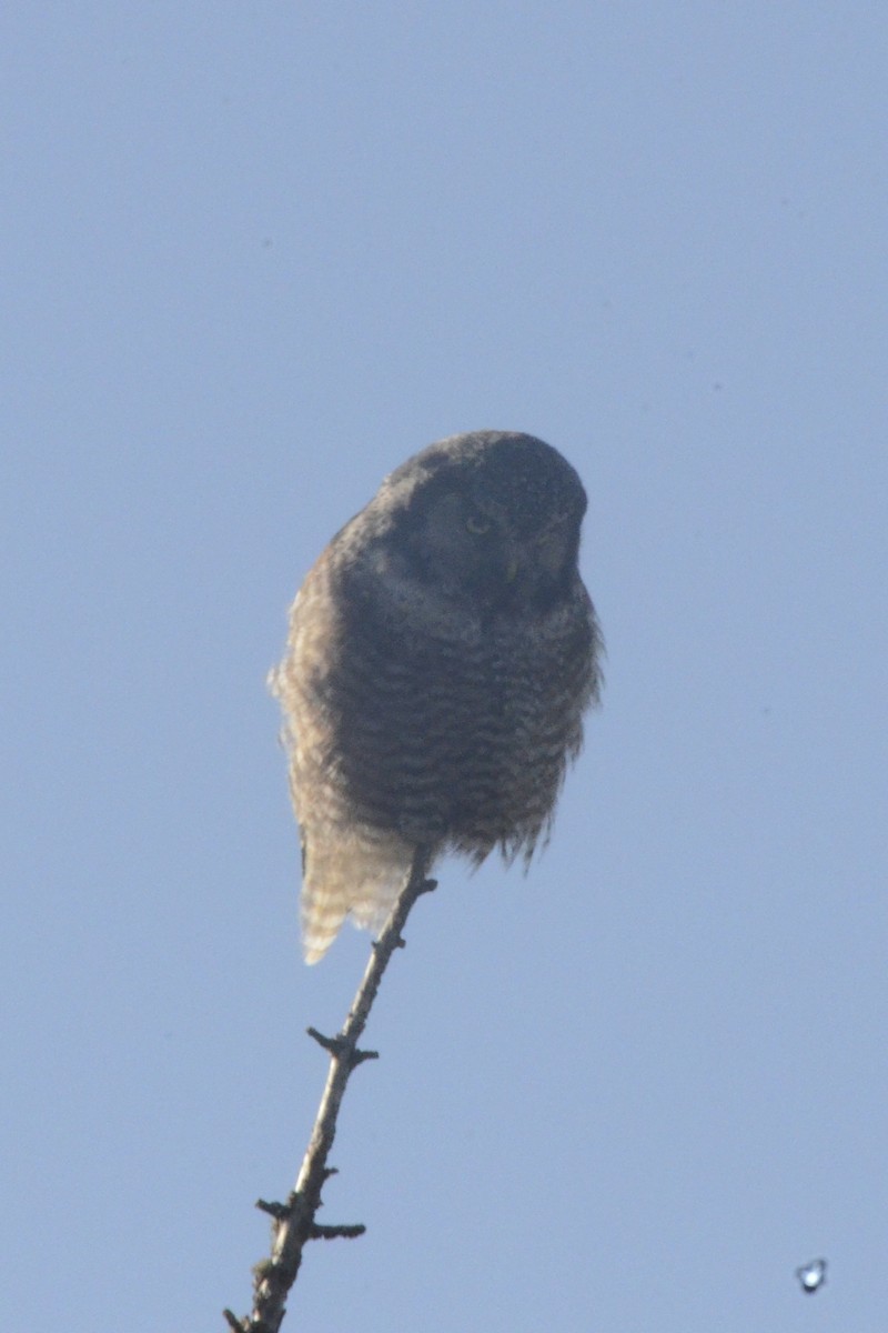 Northern Hawk Owl - David Britton