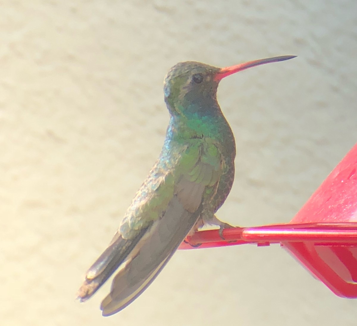 Broad-billed Hummingbird - ML80289431