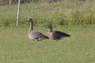 Greater White-fronted Goose, ML80293511