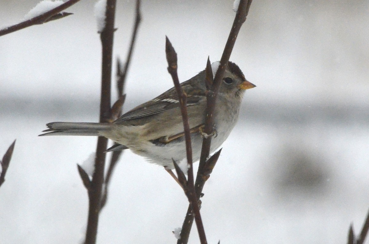 White-crowned Sparrow - David Britton