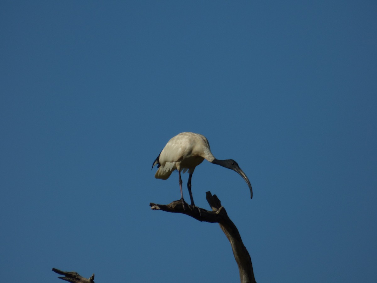 ibis australský - ML80296301