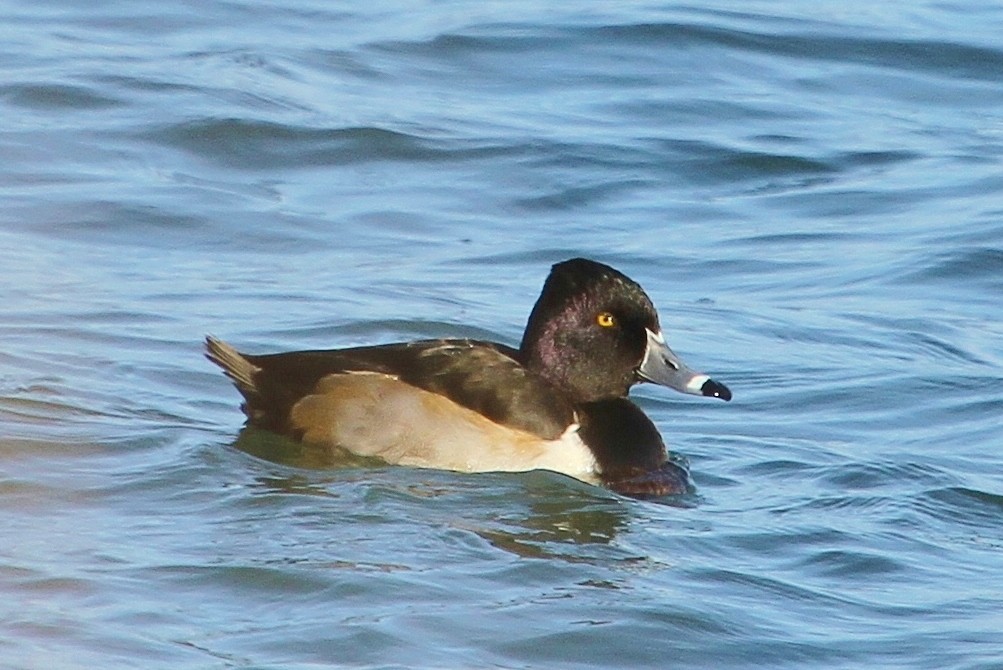 Ring-necked Duck - John F. Gatchet
