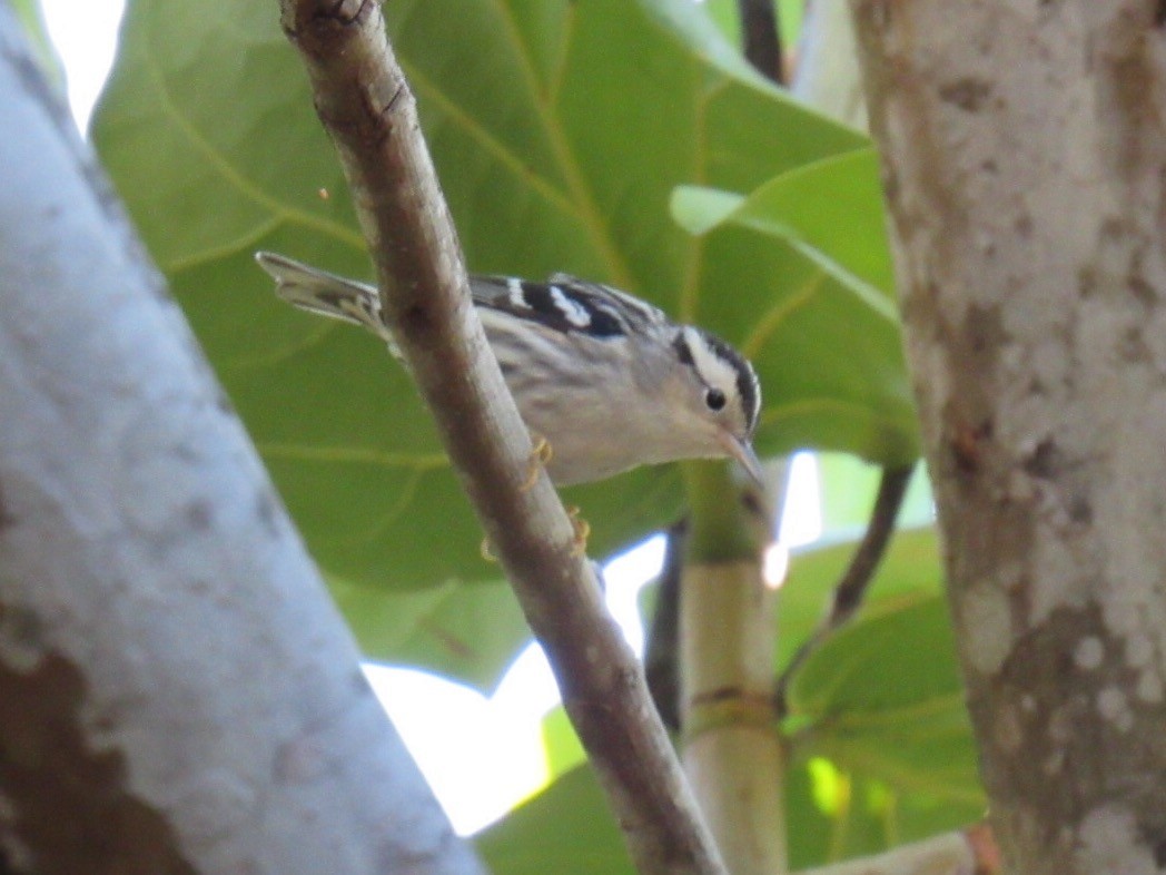 Black-and-white Warbler - Eric Plage