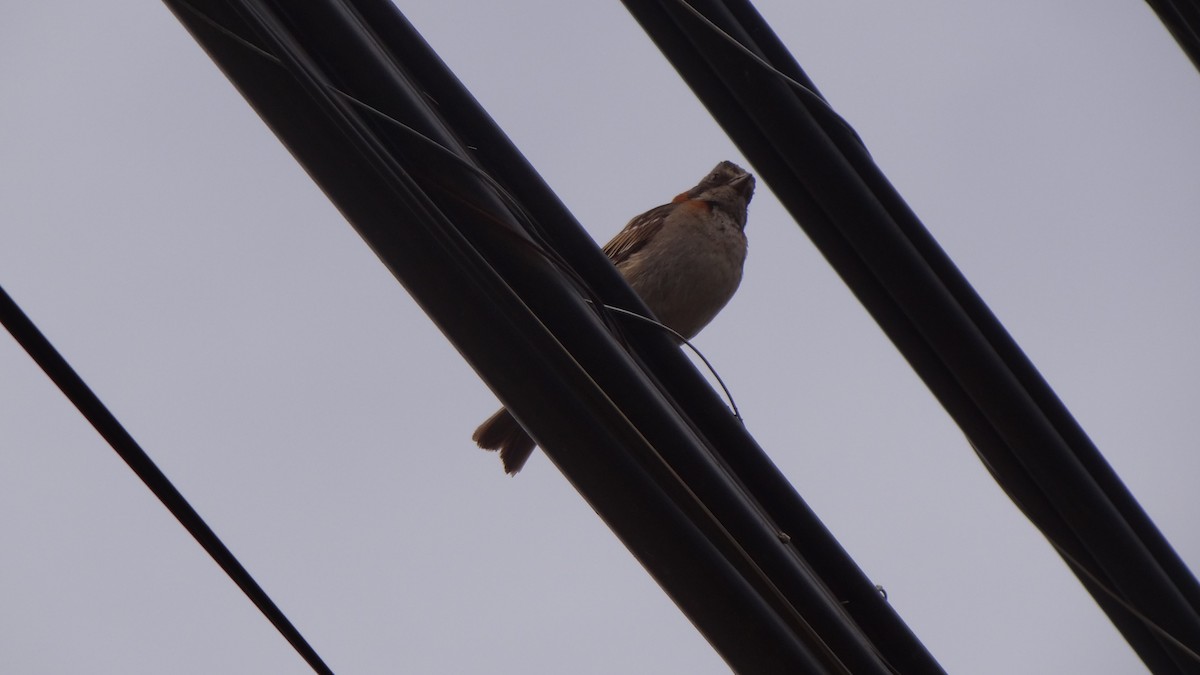 Rufous-collared Sparrow - Claudio Jorge Paccot