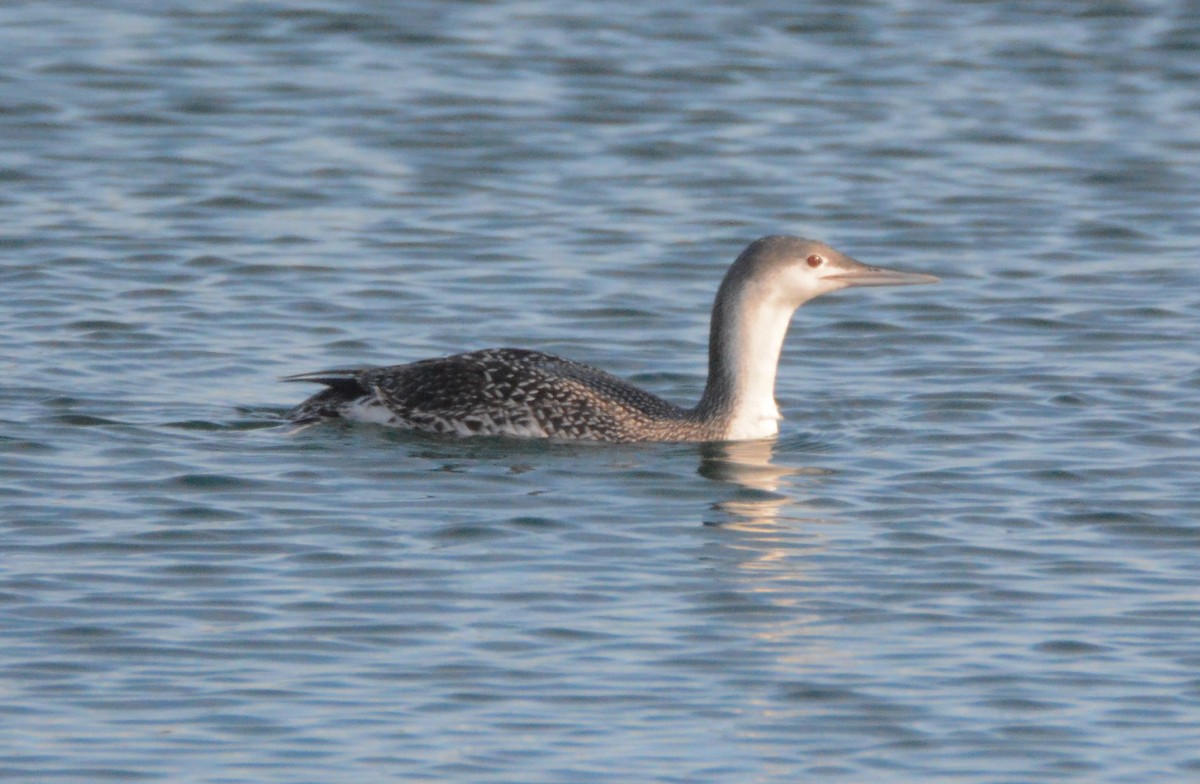 Red-throated Loon - ML80312141