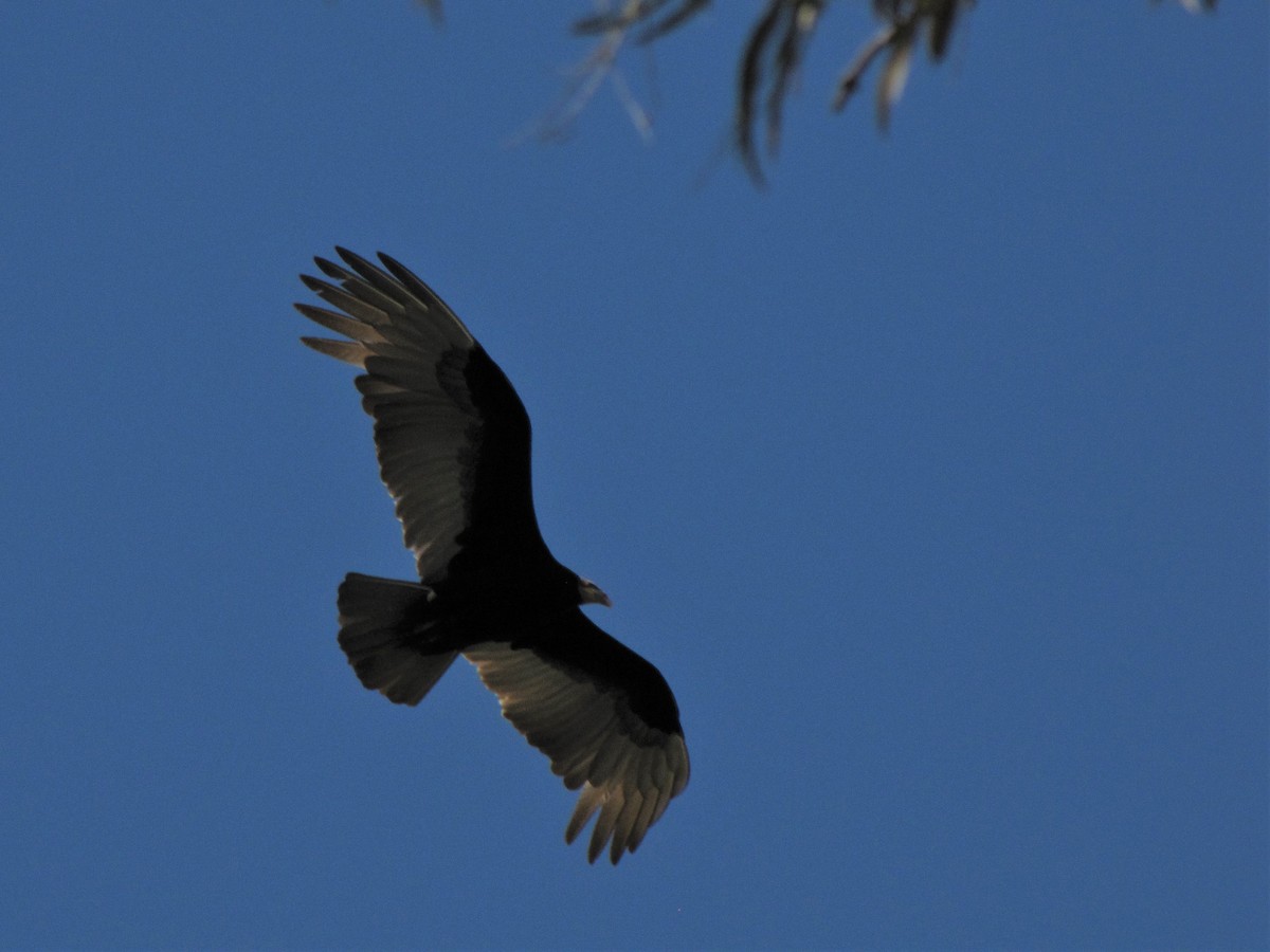 Lesser Yellow-headed Vulture - Gustavo Fernandez Pin