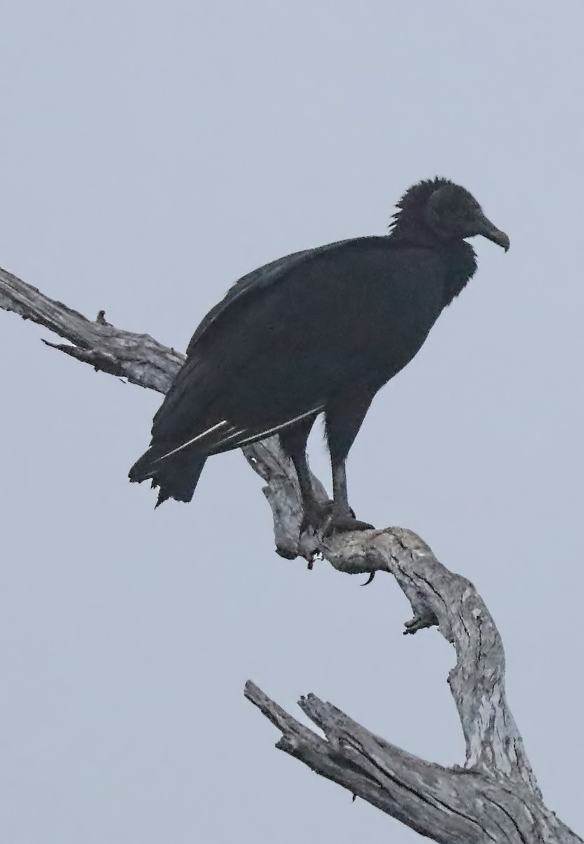 Black Vulture - ML80314551