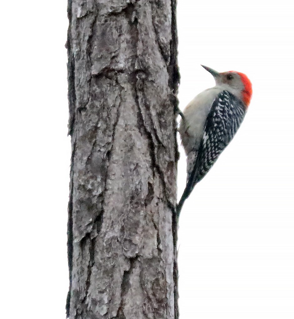 Red-bellied Woodpecker - ML80316161