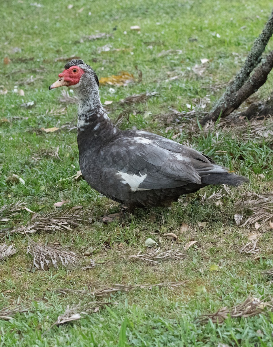 Muscovy Duck (Domestic type) - Leslie Feasey