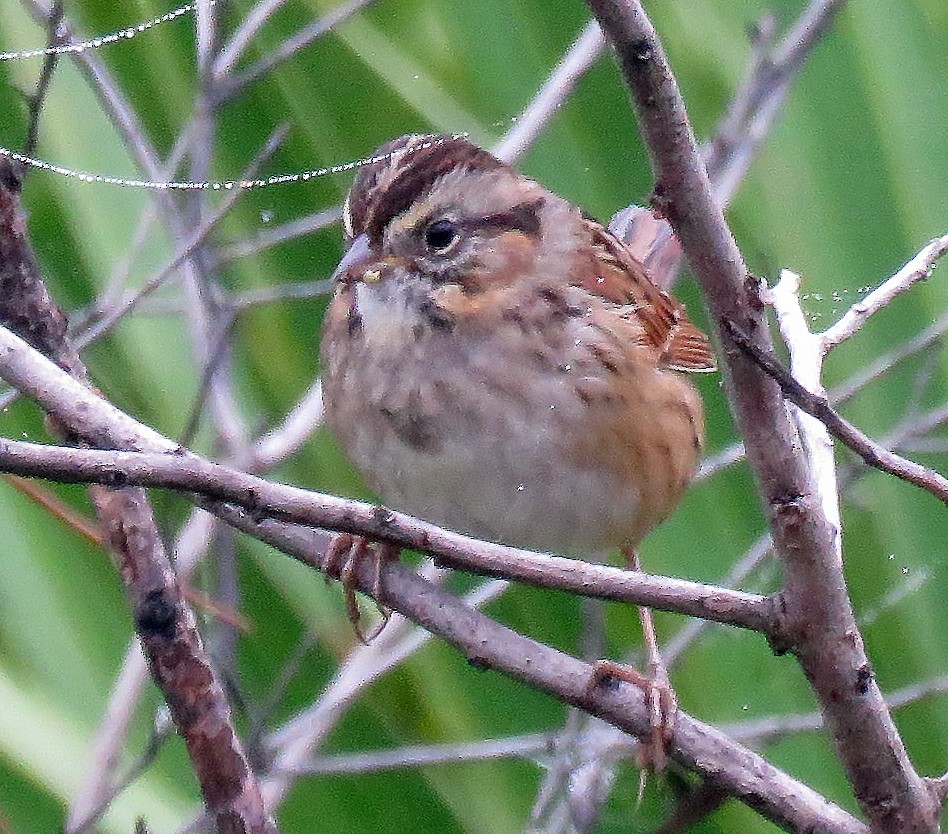 Swamp Sparrow - Elizabeth Winter