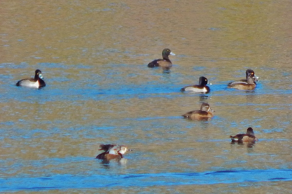 Greater Scaup - ML80321701