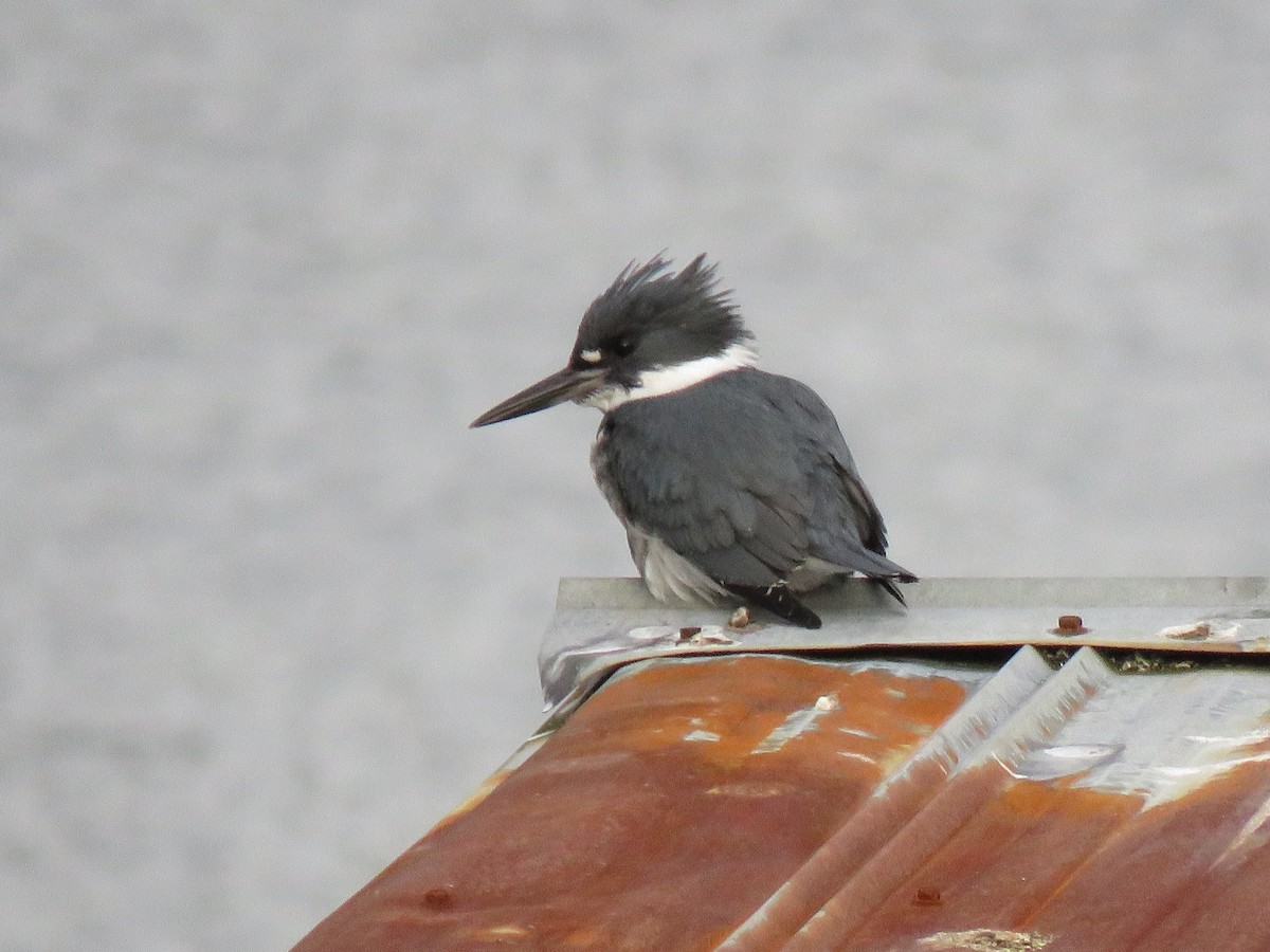 Belted Kingfisher - ML80323501