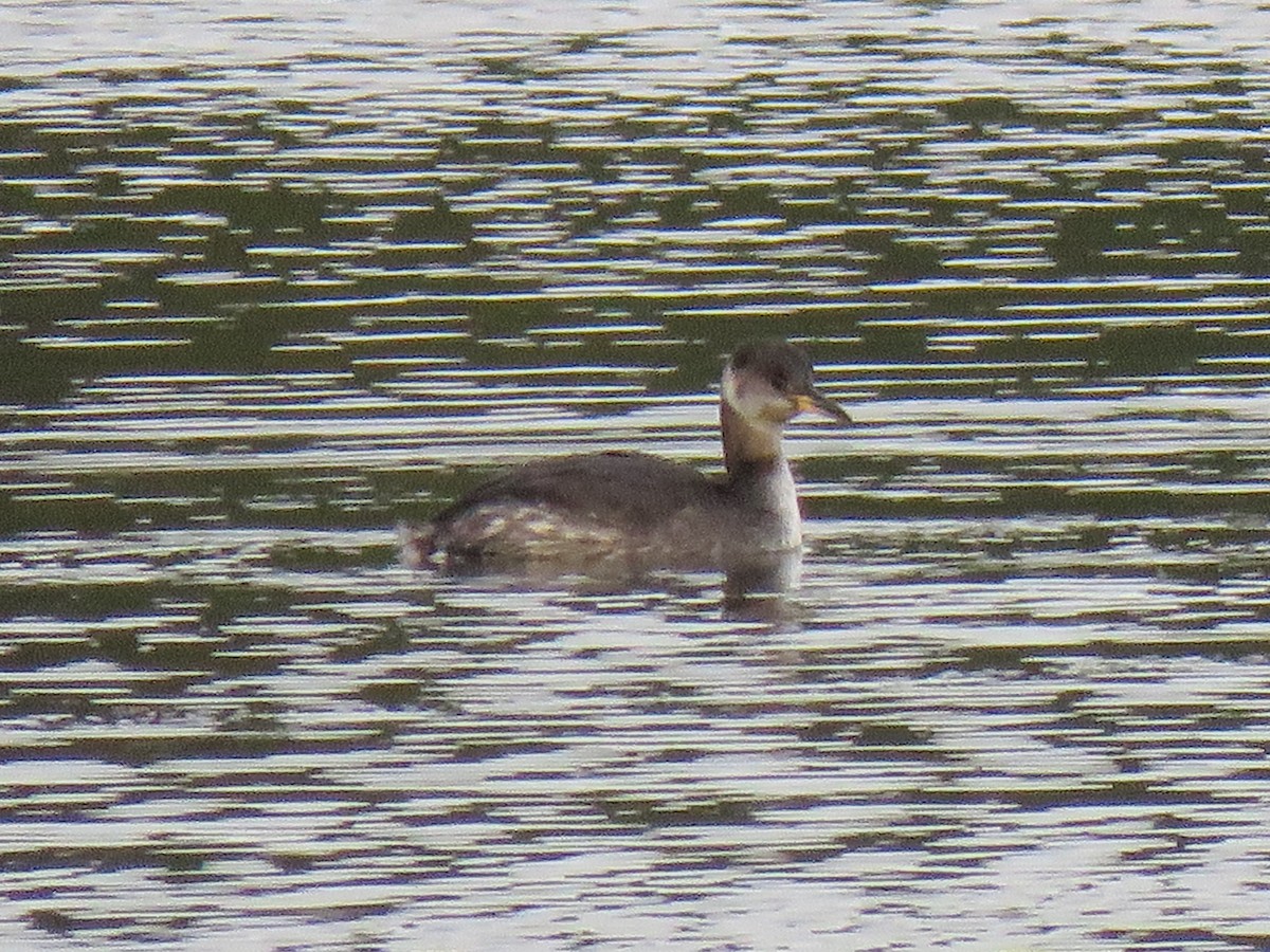 Red-necked Grebe - ML80323521
