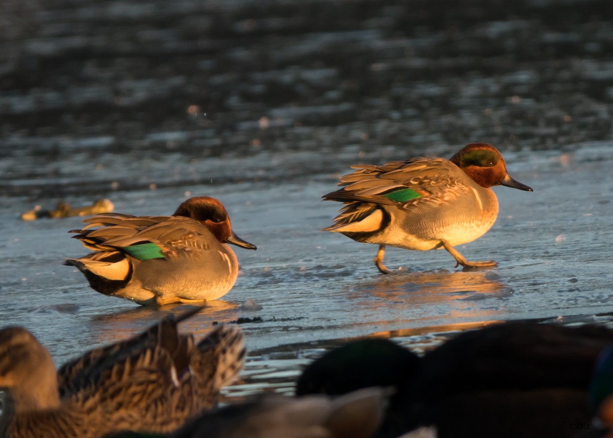 Green-winged Teal - Chris Agee