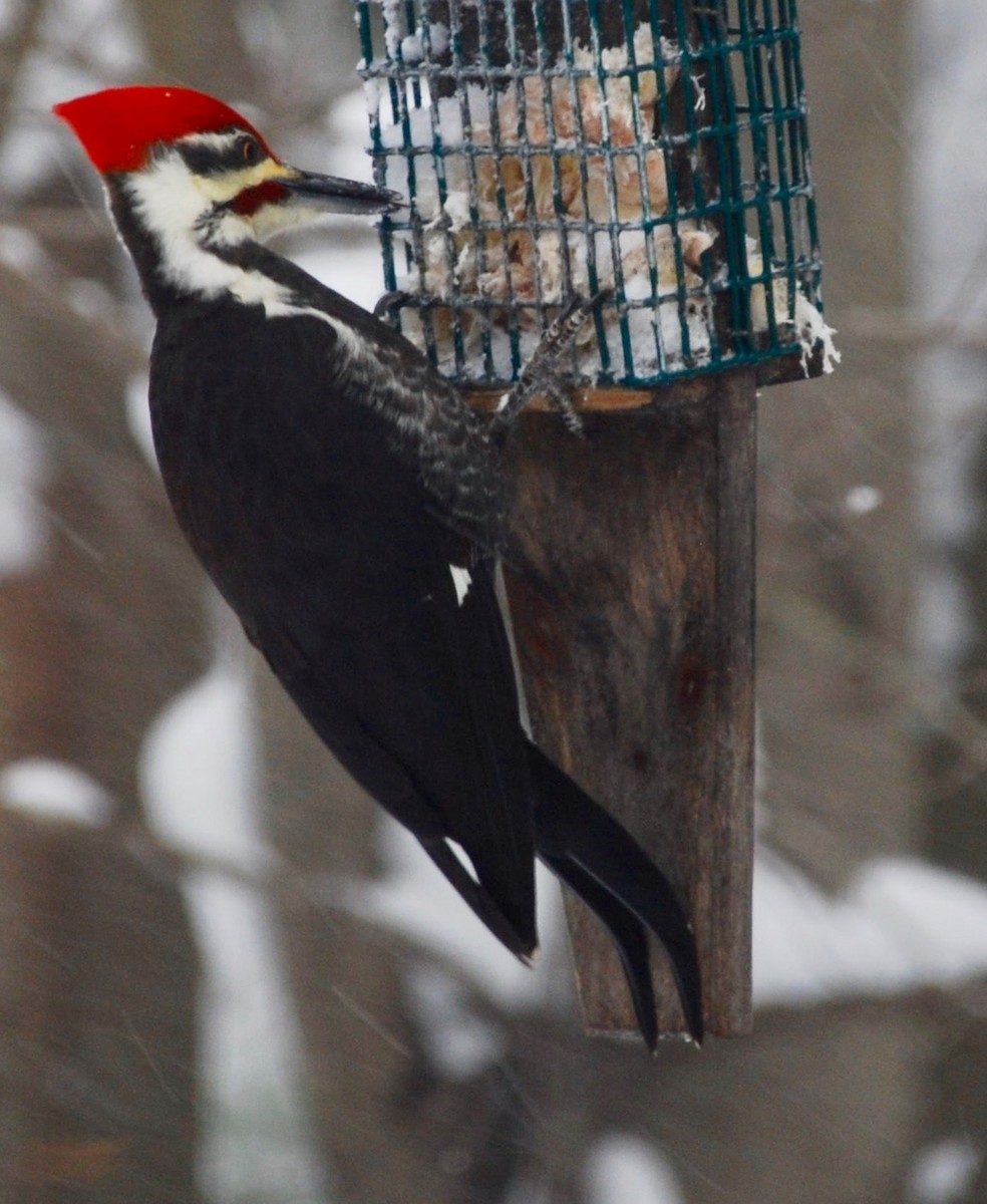 Pileated Woodpecker - Beth Miller